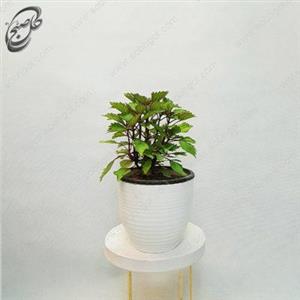 گیاه حسن یوسف تایلندی طرح H-070
