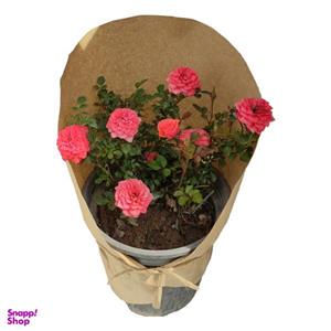 گیاه طبیعی ساناز کد yt18