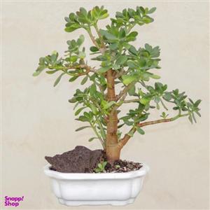 گیاه طبیعی بونسای کراسولا اواتا مدل ۵۵۹