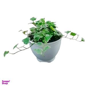گیاه طبیعی پاپیتال هدرا مدل D-7