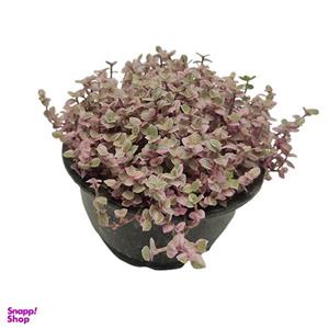 گیاه طبیعی برگ بیدی صورتی ریز کد bdr01