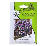 بذر گل اطلسی ایرانی معطر الوان آرکا بذر ایرانیان کد ARK-103
