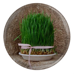 پیکسل طرح سبزه عید نوروز مدل S5702