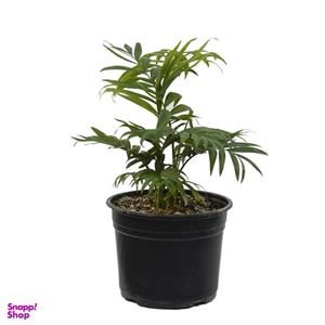 گیاه طبیعی شامادورا مدل shb1