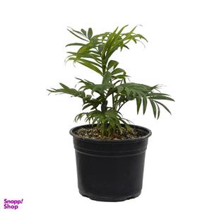 گیاه طبیعی شامادورا مدل shb1
