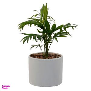 گیاه طبیعی شامادورا مدل SH1