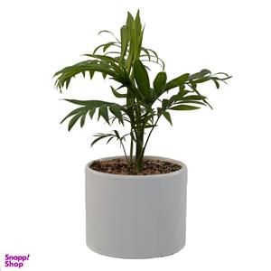 گیاه طبیعی شامادورا مدل SH1