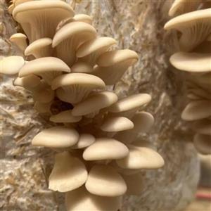 قارچ صدفی درجه یک - 200 گرم