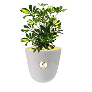گیاه طبیعی شفلرا گلباران سبز گیلان مدل GN13-4L