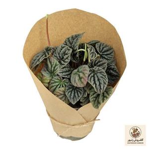 گیاه طبیعی پپرومیا سبز کد yt2
