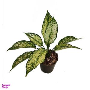 گیاه طبیعی اگلونما کد aglo01