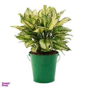 گیاه طبیعی آگلونما کد AG2