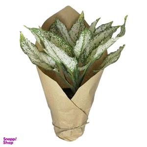 گیاه طبیعی آگلونما سفید کد qq01