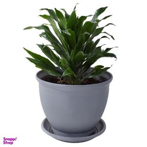 گیاه طبیعی دراسنا کامپکت مدل p-25