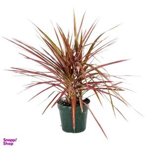 گیاه طبیعی دراسنا پرچمی صورتی کد S003