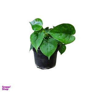 گل طبیعی اسکاندیس سبز کد Skandiss01