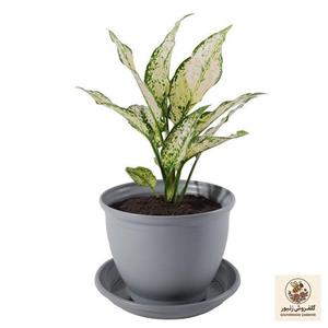گیاه طبیعی آگلونما ابلق مدل P-13
