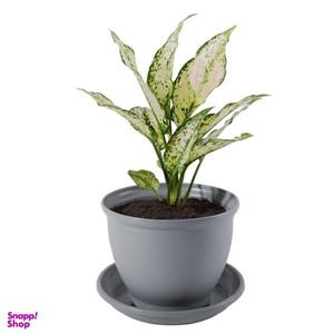 گیاه طبیعی آگلونما ابلق مدل P-13