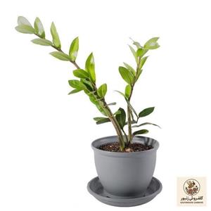گیاه طبیعی زاموفیلیا مدل P-15