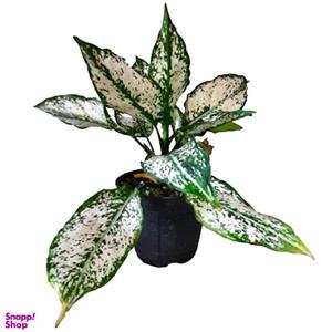 گیاه طبیعی اگلونما کد aglo02