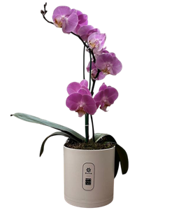 ارکیده بنفش گل گیفت کد GP017