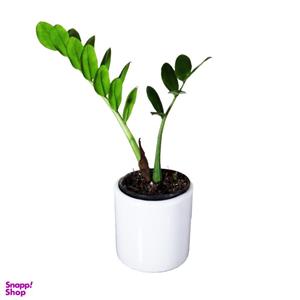 گیاه طبیعی زاموفیلیا کد AS-51
