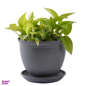 گیاه طبیعی پوتوس نئون مدل P-22