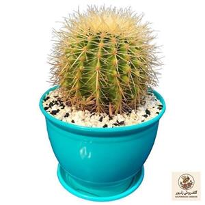 گیاه طبیعی کاکتوس اچینو گرزونی مدل HZ-z77