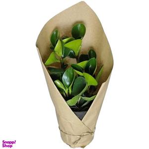 گیاه طبیعی قاشقی کد qq05