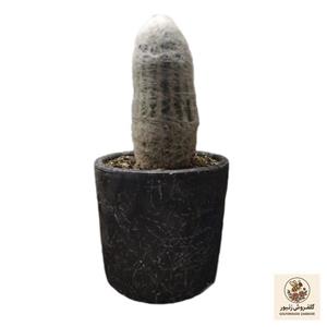 گیاه کاکتوس پیرمرد مدل A71