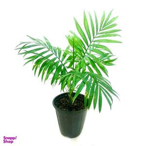 گیاه طبیعی نخل شامادورا کد M01