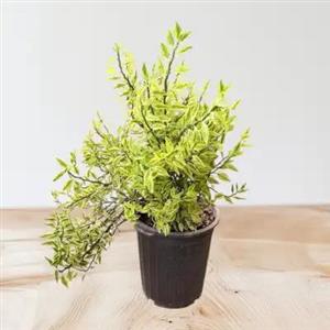 گیاه طبیعی پدیلانتوس کد yt32