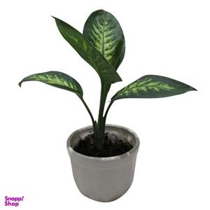 گیاه طبیعی دیفن باخیا کد S - M01