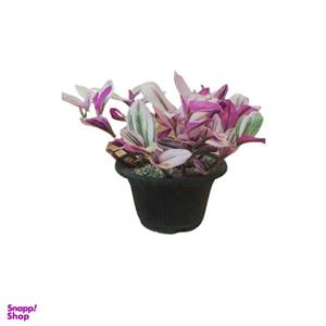 گیاه طبیعی برگ بیدی صورتی برگ پهن کد bbd01