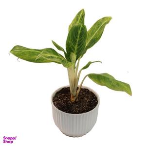 گیاه طبیعی آگلونما کوموتاتوم مدل AG3