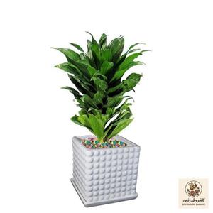 گیاه طبیعی دراسنا کامپکت کد As-16.1