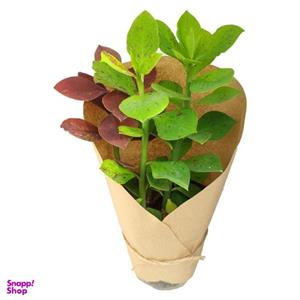گیاه طبیعی فردوس سبز کد yt23