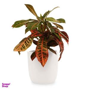 گیاه طبیعی کروتون ابلق گلیتال مدل GTL141