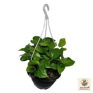گیاه طبیعی پوتوس کد qq17