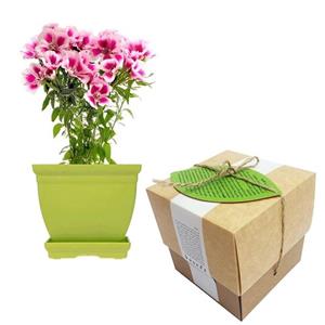 مجموعه کاشت گلدونه گل ریحانی الوان Goldooneh Clarkia Gardening Pack