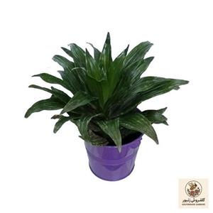 گیاه طبیعی دراسنا کامپکت کد zf05