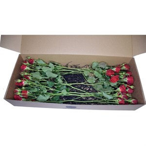 شاخه گل رز مینیاتوری قرمز دسته 10 عددی
