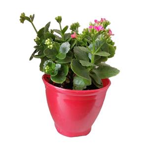 گیاه طبیعی کلانکوا کد ap01