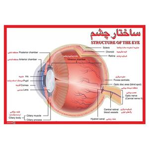 پوستر اموزشی چاپ پارسیان طرح ساختار چشم مدل 010 