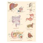 پوستر آموزشی صنایع آموزشی طرح  دستگاه گوارش تحتانی کد052