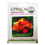بذر گل شقایق کالیفرنیایی الوان گلبرگ پامچال کد GPF-062