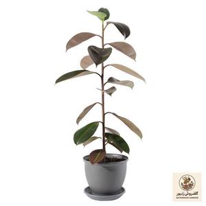 گیاه طبیعی فیکوس الاستیکا مدل P-17