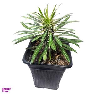 گیاه طبیعی نخل ماداگاسکار کد 2- AS