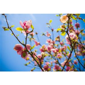 مگنت طرح منظره گل و شکوفه بهار مدل T1885