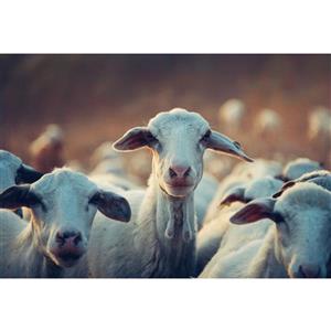 مگنت طرح گله بز و گوسفند مدل T1591